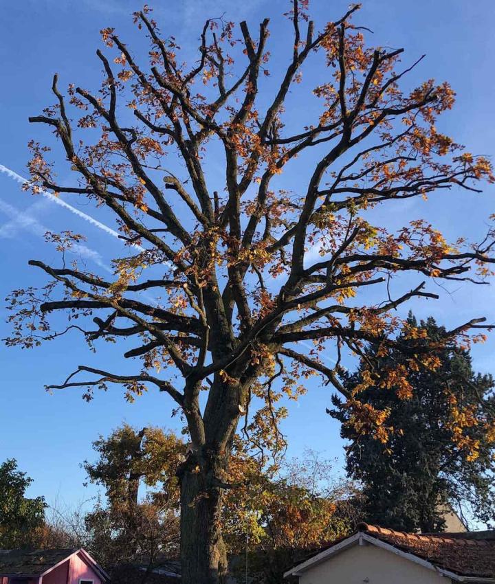 Aménagement de jardin Villemoisson-sur-Orge