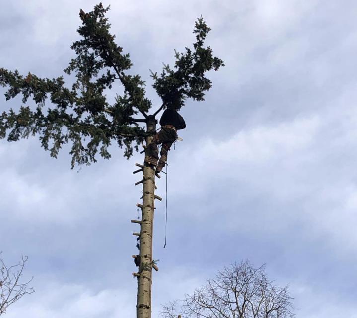  Élagueur Villemoisson-sur-Orge