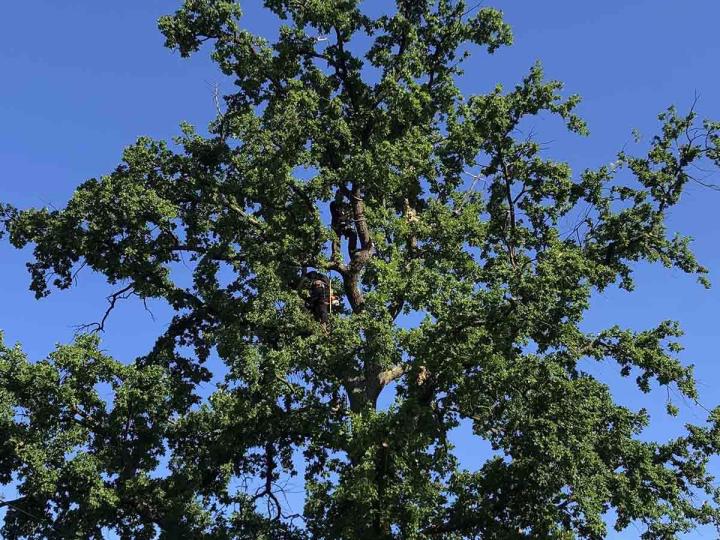 Travaux paysagers Villemoisson-sur-Orge