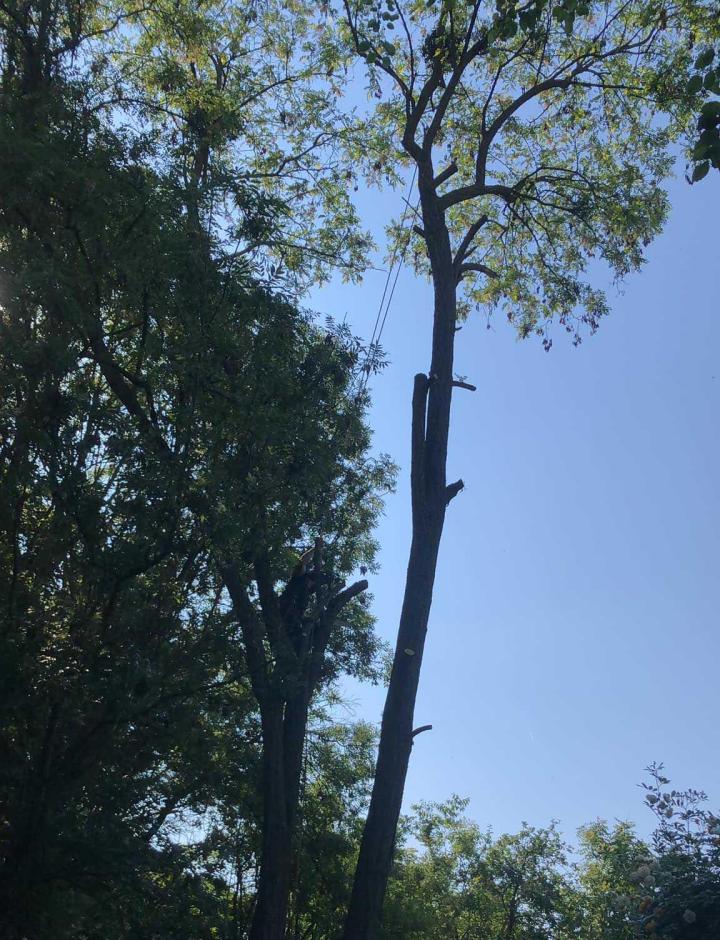 Élagueur Villemoisson-sur-Orge