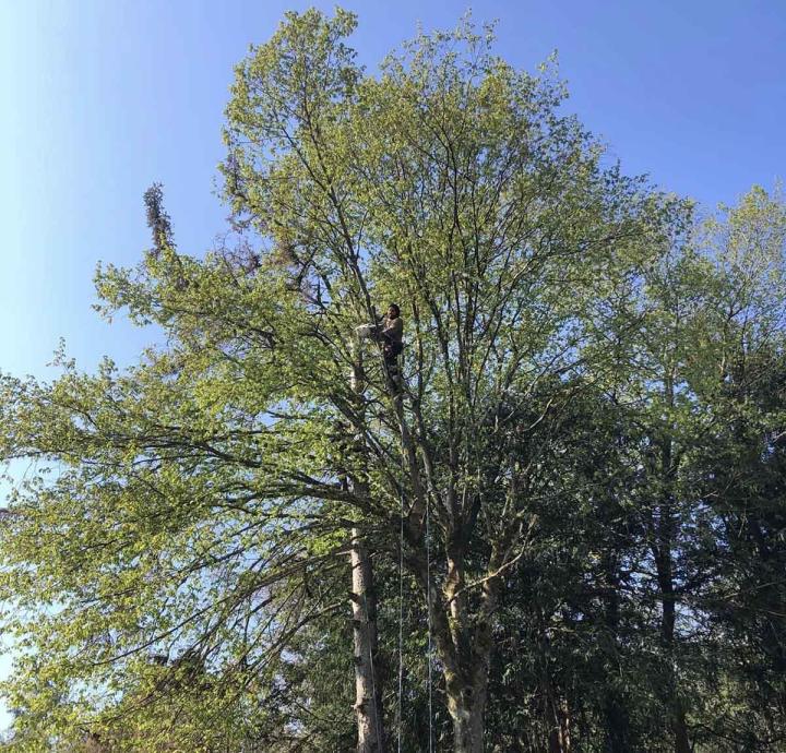 Paysagiste-conseil Villemoisson-sur-Orge